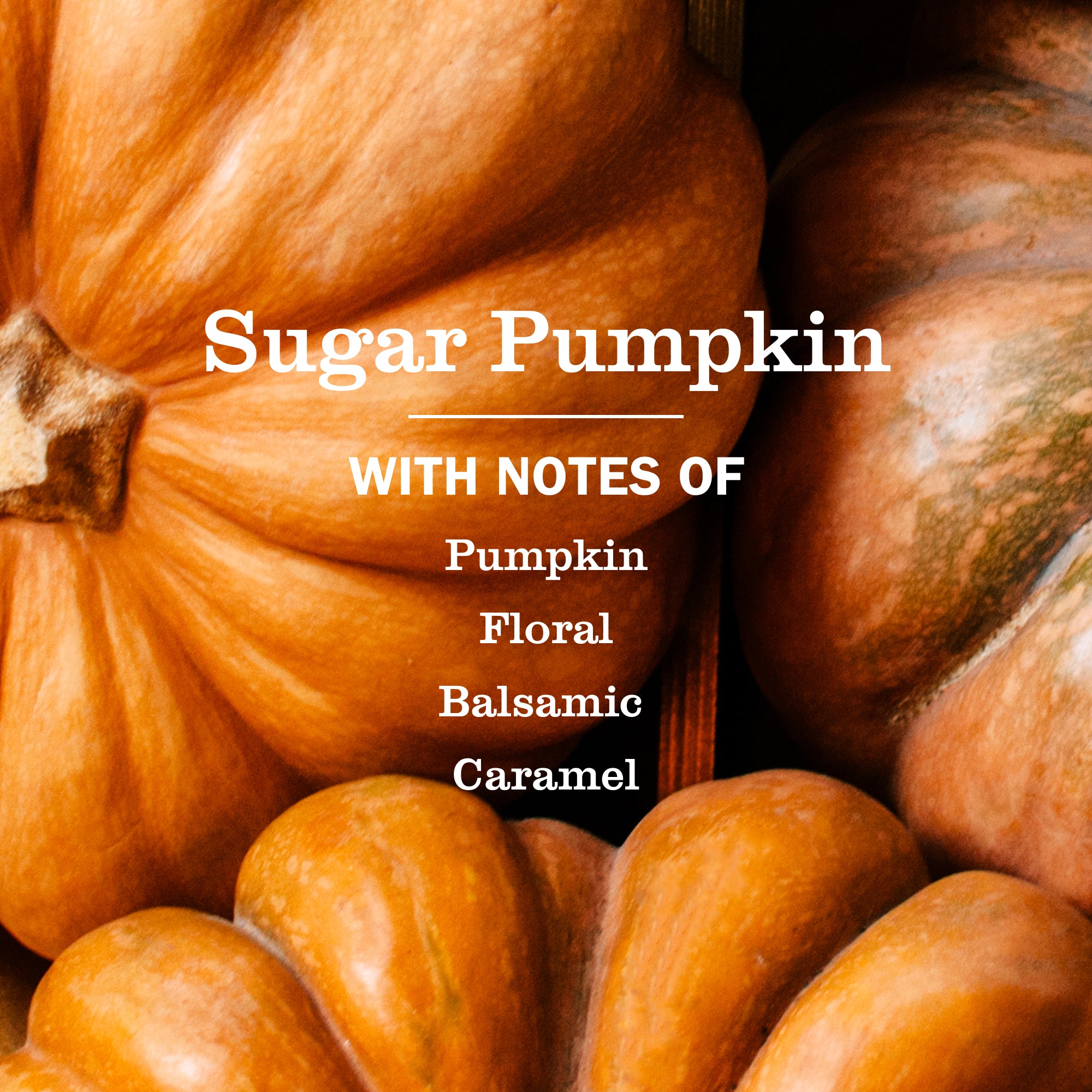 Sugar Pumpkin Liquid Hand Soap
