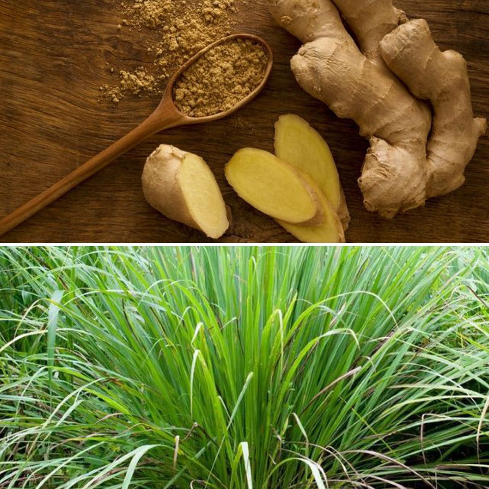 Lemongrass & Ginger Bar – Uplifting Soap and Shampoo Bar for Everyday Use