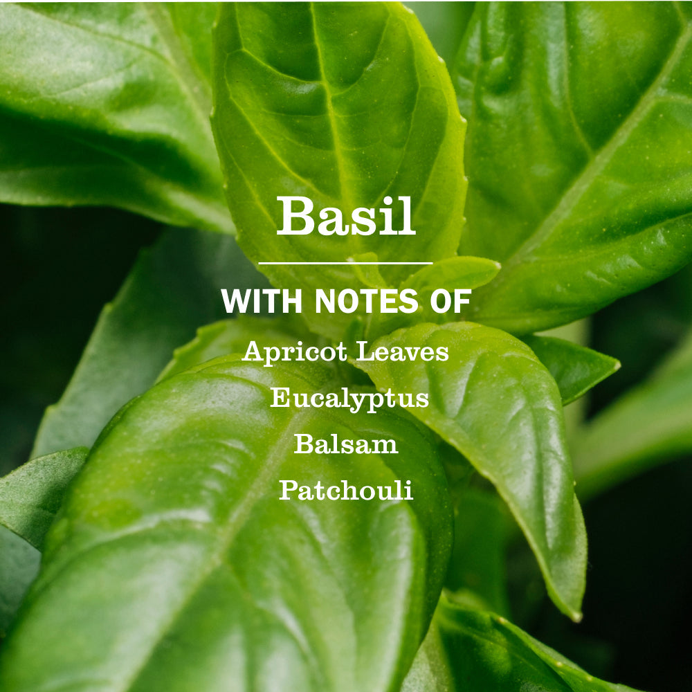 Basil Hand Lotion