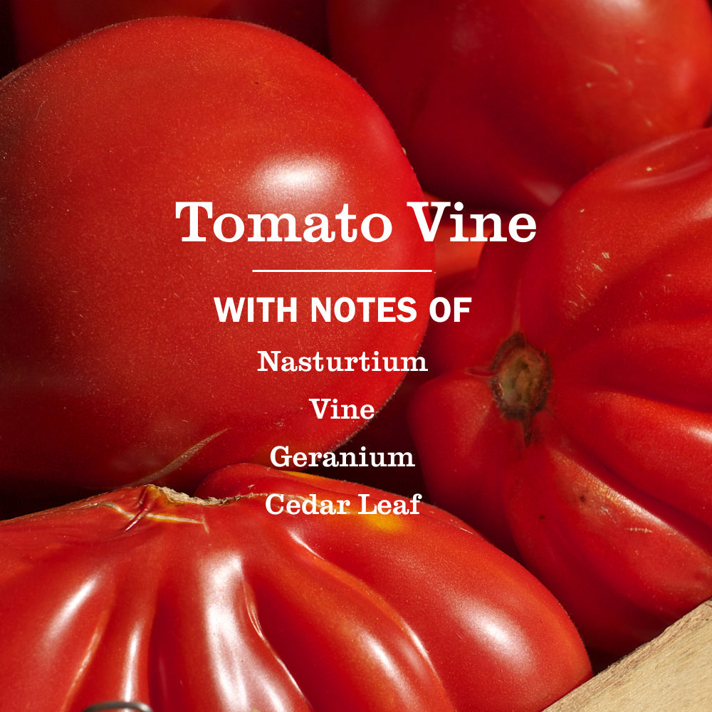 Tomato Vine Liquid Hand Soap
